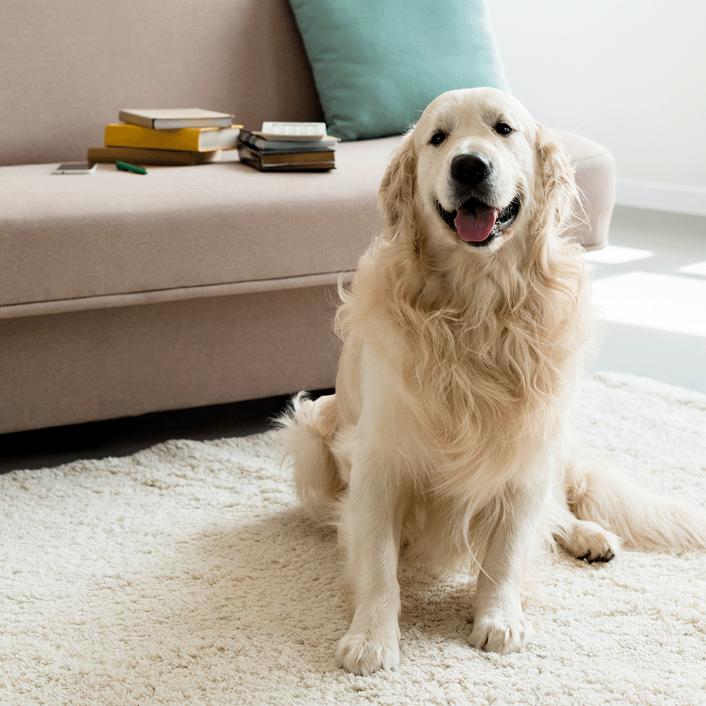 Pet Stains & Treatments