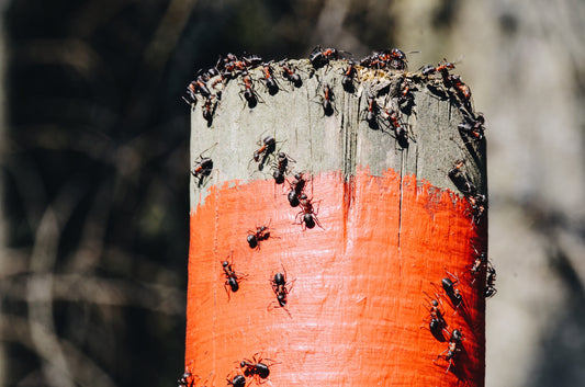 A Local’s Guide to Seasonal Pest Control | SUNBURST LLC